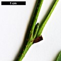 SpeciesSub: subsp. betuloides
